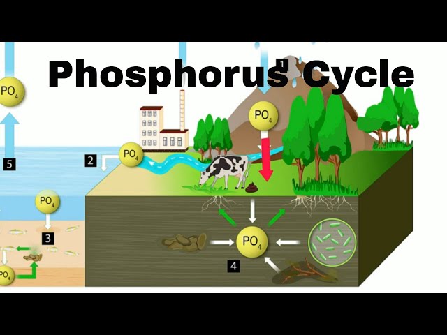 Understanding the Phosphorus Cycle and Its Environmental Impact | Magica