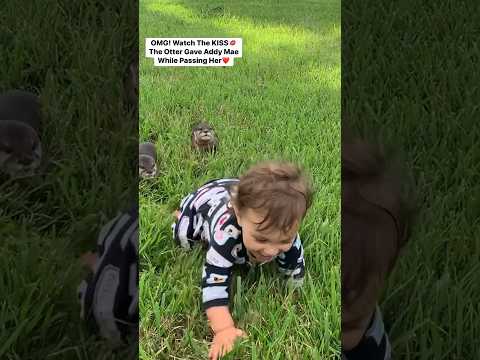 Est-ce la vidéo de loutre la plus mignonne de tous les temps ?