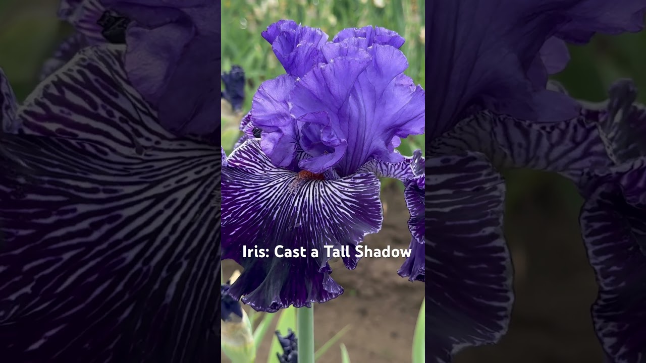 Iris: Cast a Tall Shadow #midamericagarden. #iris #perennial #gardening #flowergarden