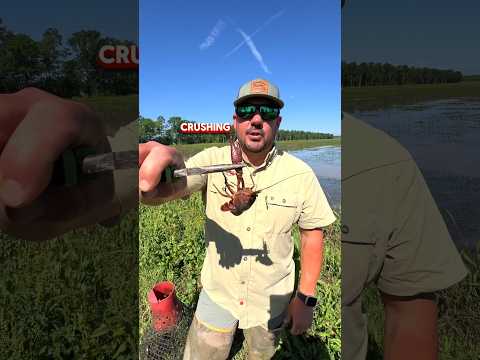 🦞 CRAWFISH DROP THEIR CLAWS #louisiana #crawfish #cajun