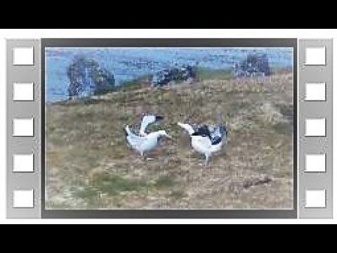 Wandering Albatross Dance on Marion Island