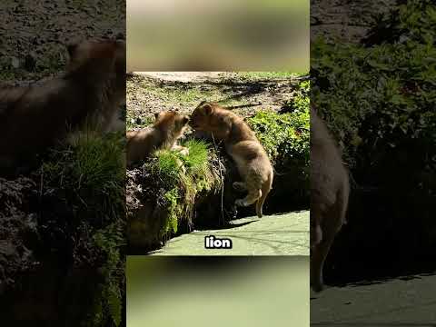 The most astonishing animal moments that cameras captured! Episode 19