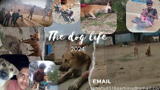 the dog life 2024 full movie 🎥
