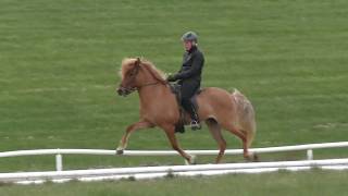 Gerpla frá Torfabæ - IS2012287119 - Faðir: Ómur frá Kvistum