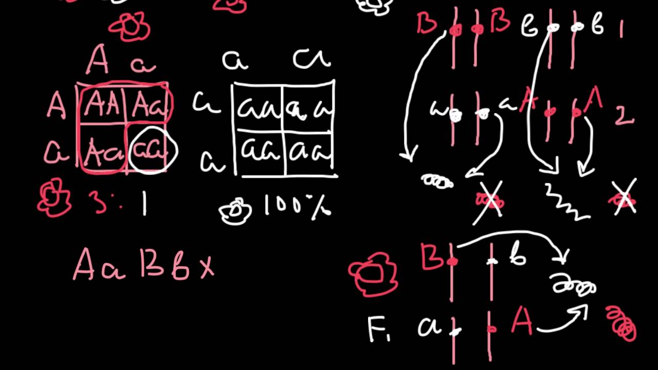 What is Gene Complementation Group?