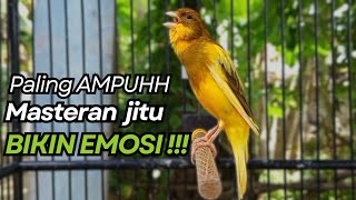 Download lagu KENARI GACOR Cuit CUIT BIRAHI UNTUK PANCINGAN & MASTERAN Kenari PAUD AGAR BUNYI mp3