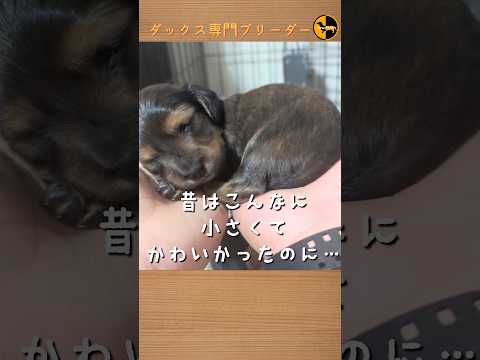 なぜ鶏にタイムを与えるのでしょうか？ブリーダーはそれをどのように利用して、その 3 つの驚くべき利点を享受しているのでしょうか?  庭園