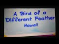 A Bird Of A Different Feather Hawaii