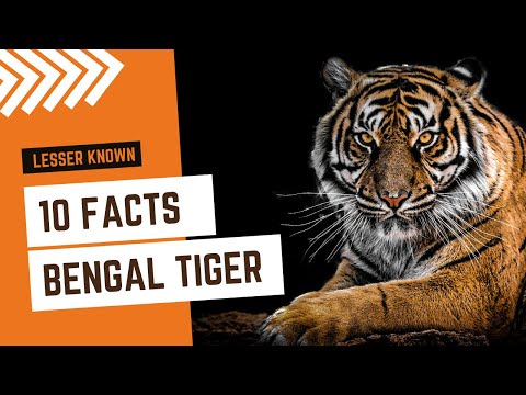 Royal Bengal Tiger - 10 Surprising Facts that you don't know about this Big Cat