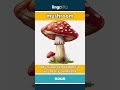 mushroom - a soft, spongy plant that... video thumbnail