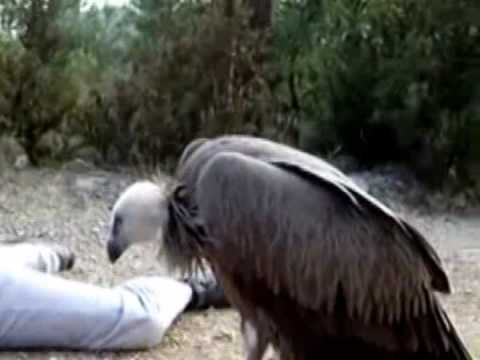 fehlzündung neues aus guttenberg 06 05 2009