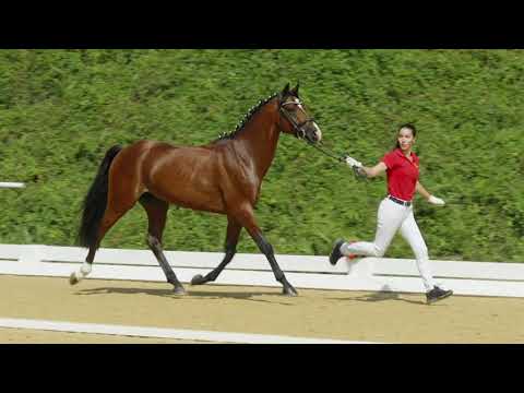 Pieter V - Deckhengst Österreichisches Reitpony