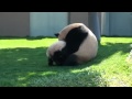 Панда мама и панда детеныш 