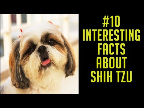 10 Interesting Facts about Shih Tzu | Shih Tzu's Temperament | Shih Tzu's Characteristics Video