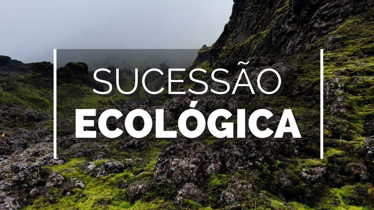 Novos começos | Terra Viva #12