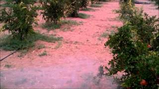 preview picture of video 'NEEM EXTRACT SPRAY IN POMEGRANATE FARM'