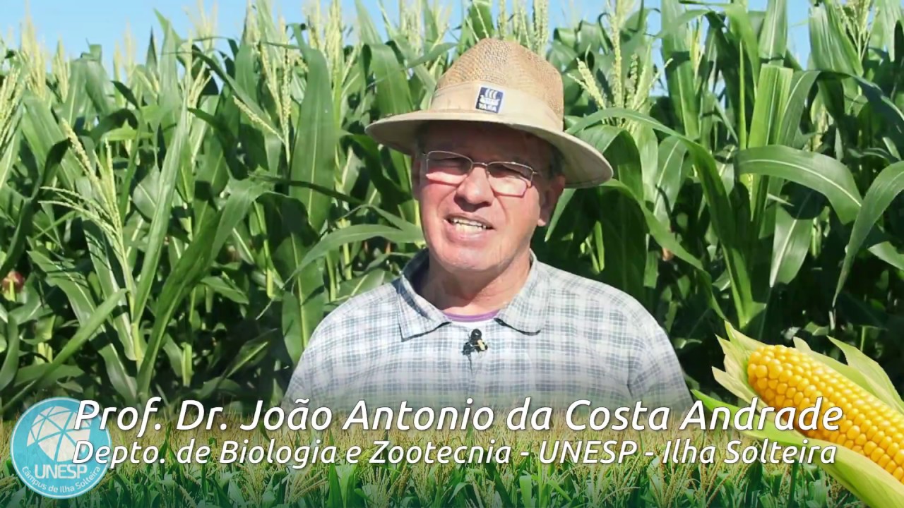 Polinização do milho