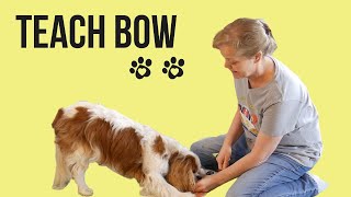 How to Teach a Dog to Bow Video | How to Teach Your Dog to Stretch
