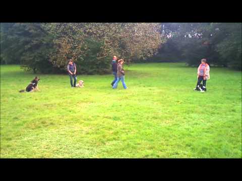 Hundeschule Dog Campus - Ausschnitt aus Gruppenunterricht