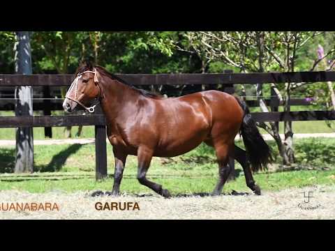 GUANABARA GARUFA