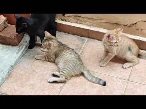 Excited cat part 5 - deewana tera hai version.