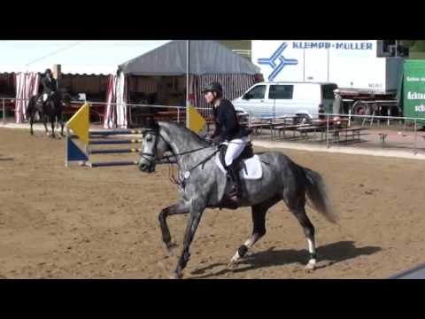 Levana von Worrenberg, geb. 2011, Levisson x Calato