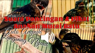 Download lagu Suara Pancingan & Pikat Anakan Murai Batu Ampuh Sepesial Pilihan Para Kicau Mania mp3 Download lagu Suara Pancingan & Pikat Anakan Murai Batu Ampuh Sepesial Pilihan Para Kicau Mania mp3