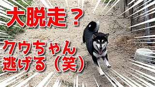 【京の柴犬】くうちゃん逃走⁉　太郎の犬モノガタリ第468話