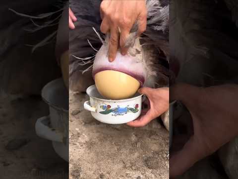 How do farmers know about ostrich eggs?