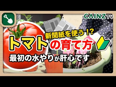 , title : 'トマトの育て方_トマト栽培は最初の水やりがポイント【後編】'