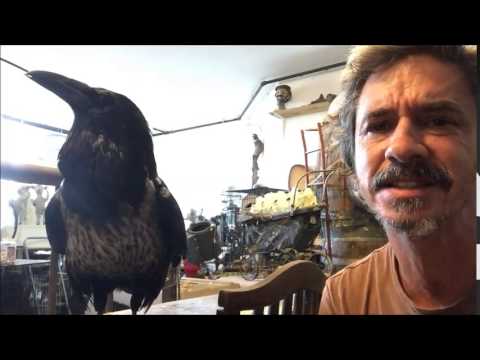 Raven's personality compared to Human Narcissist