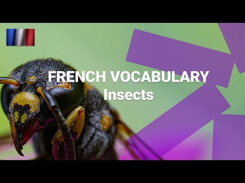 Basic French Vocabulary What Are French Words for Things Found in the Garden