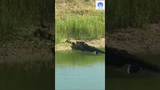 Download lagu Buaya berburu ular piton besar 😱😱 | 🌟🌟 Momen aksi hewan 0050 🌟🌟 #python #animals #crocodile mp3 Download lagu Buaya berburu ular piton besar 😱😱 | 🌟🌟 Momen aksi hewan 0050 🌟🌟 #python #animals #crocodile mp3