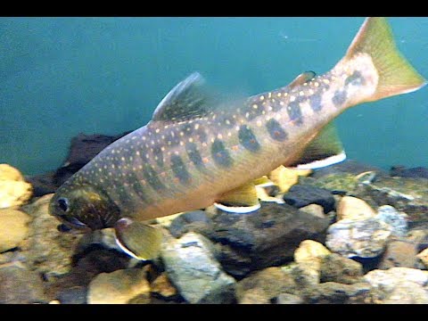 Salvelinus malmaについて詳しく解説