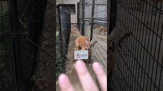 東武動物公園のカンガルーが近すぎる件