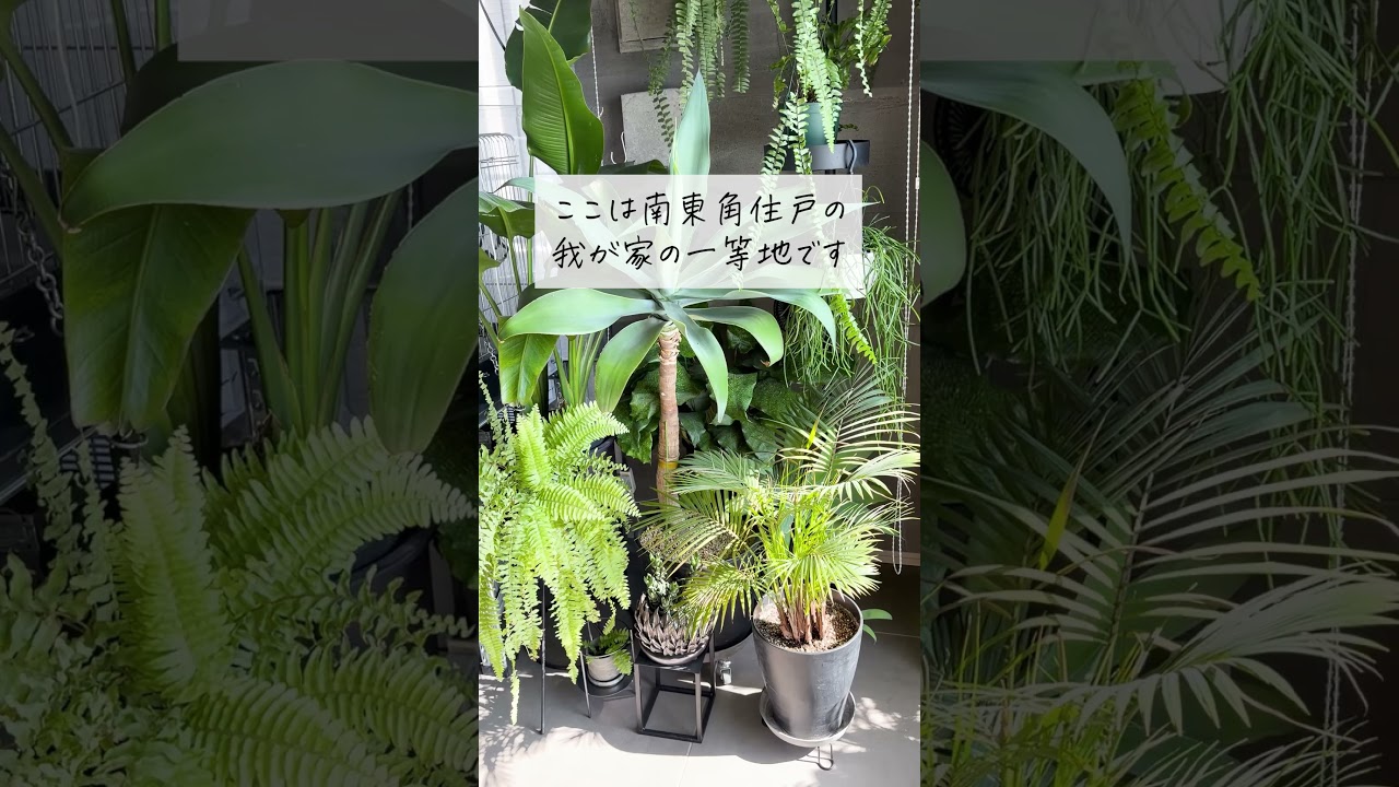 🕊Garden Tour🕊156：グレーの無機質空間に大型観葉植物が映える、インダストリアル×アーバンリゾートなお部屋#shorts