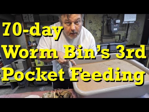 70-day worm bin's third pocket feeding after 10 more days - vermicomposting
