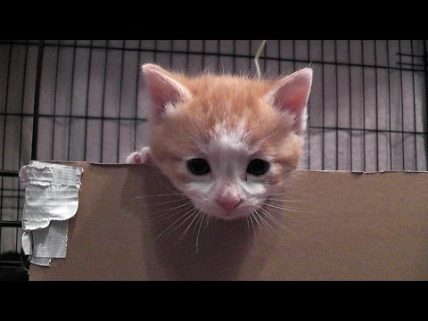 Nornie & Her Kittens - Vlog #10 The New Kitten Pen - YouTube