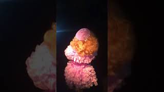 Aja - Level Your Pussy Up - Glitterbomb Canterbury- 2 of 3