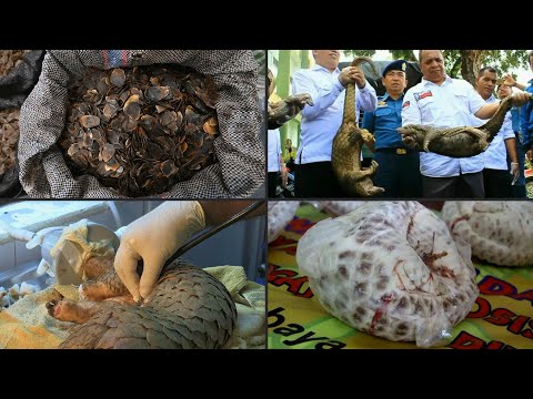 China removes pangolin from traditional medicine list | AFP