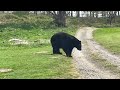 Bear At Woburn Safari Park