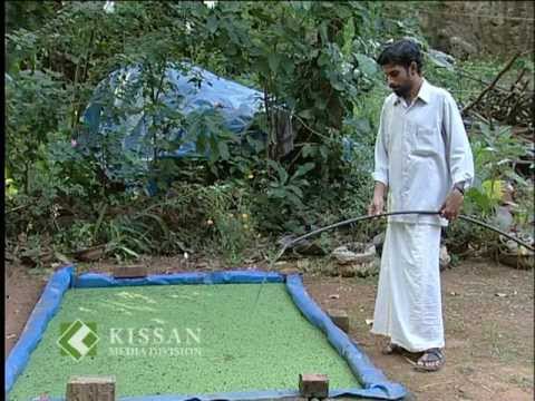 Cari * Jual Bibit / Benih Azolla Segar (Azolla microphylla 