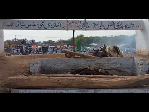 bull race jada jhelum 23rd March 2022| Akhara bail jada jhelum 23.3.2022