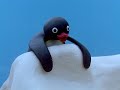 Pingu S03e08 Pingu And The Mother Bird Dvdrip Xvid