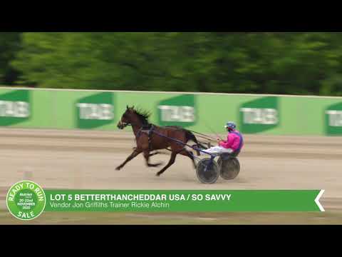 Lot 5 Betterthancheddar x So Savvy Breeze Up 08NOV2020