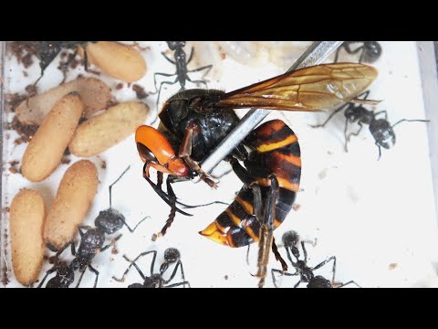 テトラポネラについて詳しく解説