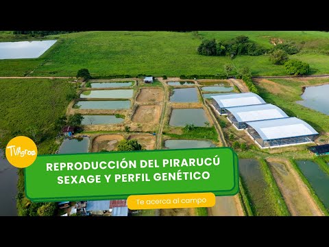 Reproducción de Pirarucú: Sexage y Perfil genético- TvAgro por Juan Gonzalo Angel Restrepo