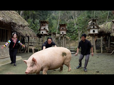 Zon slaughters a pig for the Lunar New Year feast – Preparing to welcome the new year.