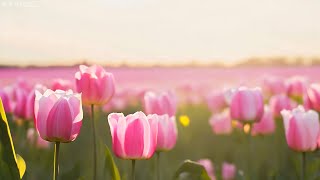 Glow of Dawn - Piano Relaxing