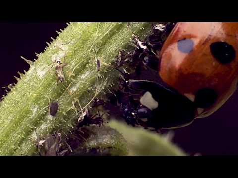 Nyckelpiga - Ladybird